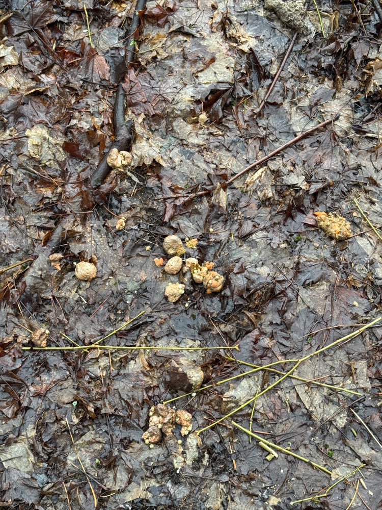 Giftköder-Potentieller Giftköder-Profilbild