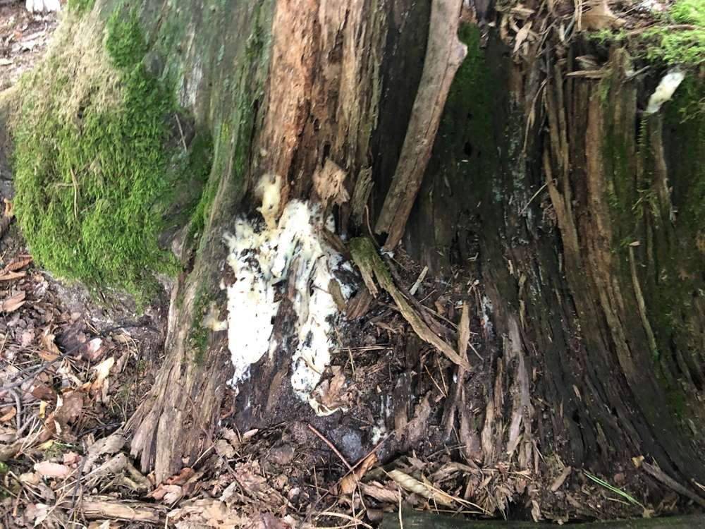 Giftköder-Mayonaise im Baumstamm geschmiert-Profilbild