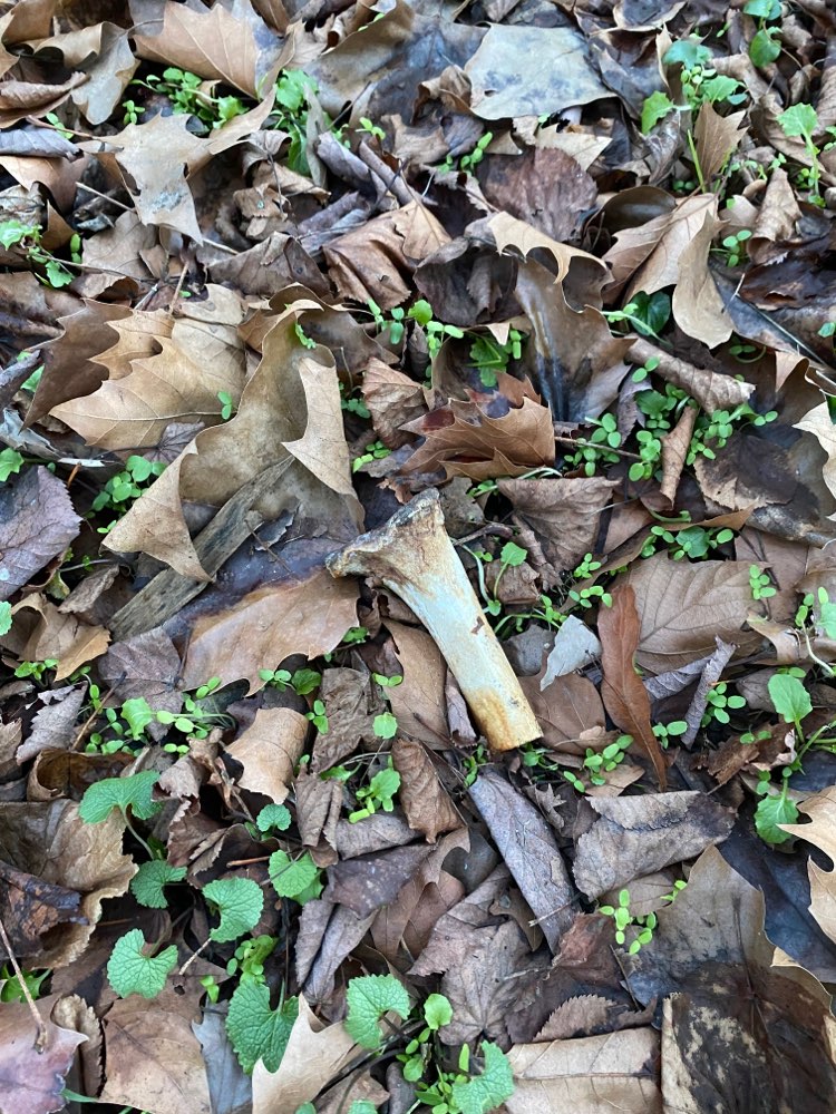 Giftköder-Ausgelegter Knochen-Profilbild