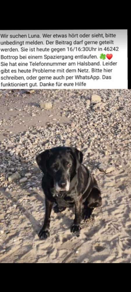 Suchmeldung-Luna-Profilbild