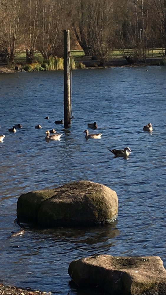 Hundetreffen-Ölper See-Profilbild