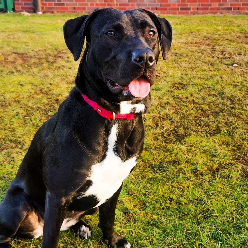 Hundetreffen-Mein Hund sucht Freunde zum Spielen-Profilbild