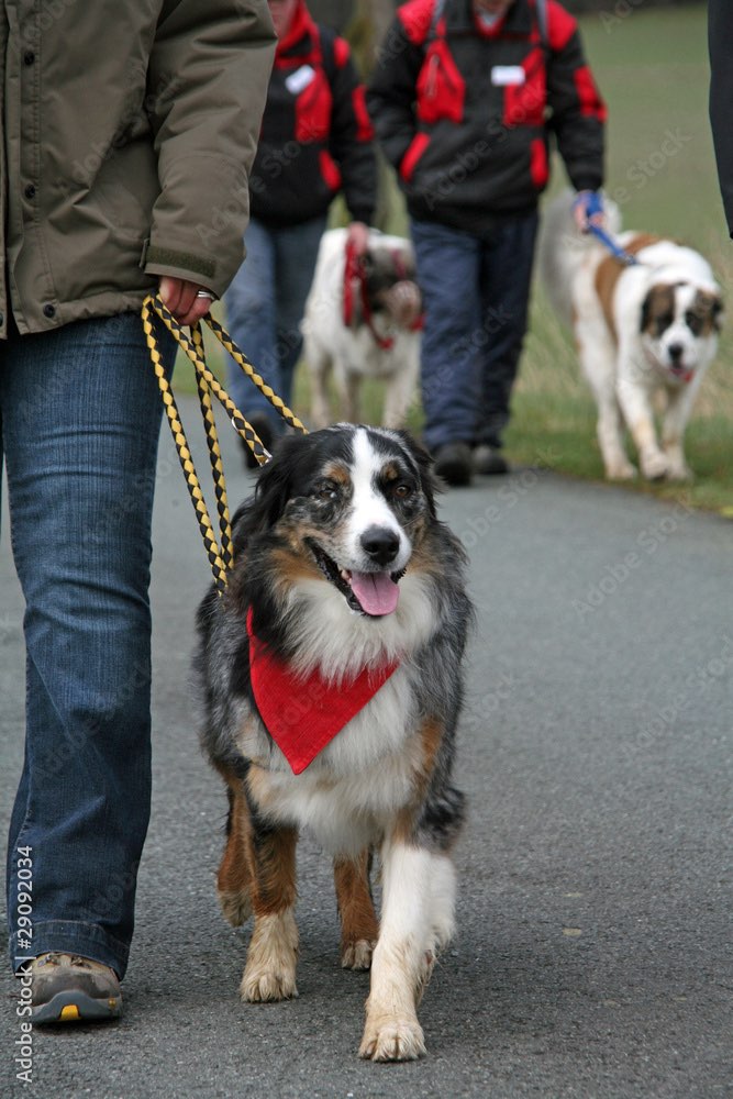 Hundetreffen-Social Walk Dölauer Heide-Profilbild