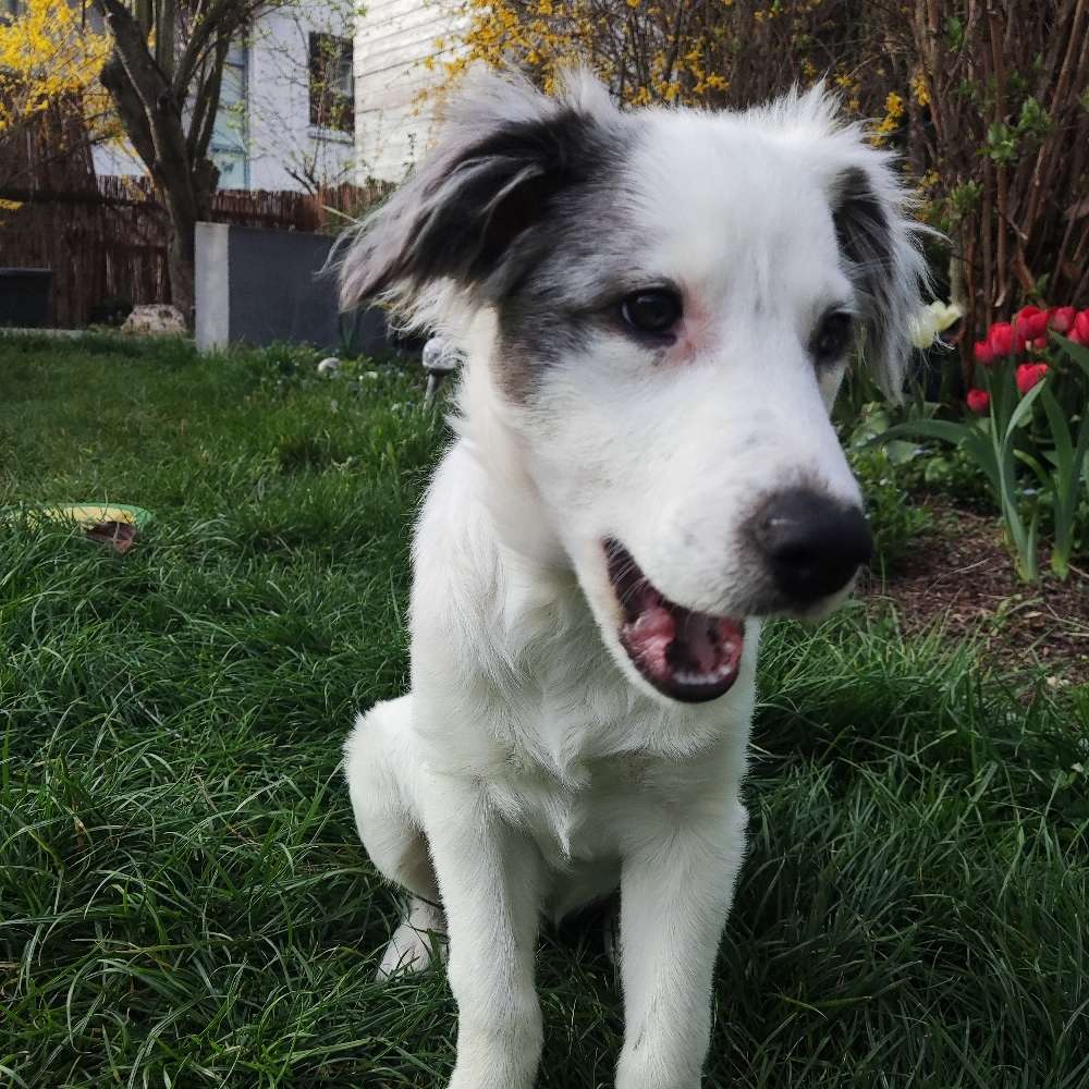 Hundetreffen-Freunde finden-Profilbild