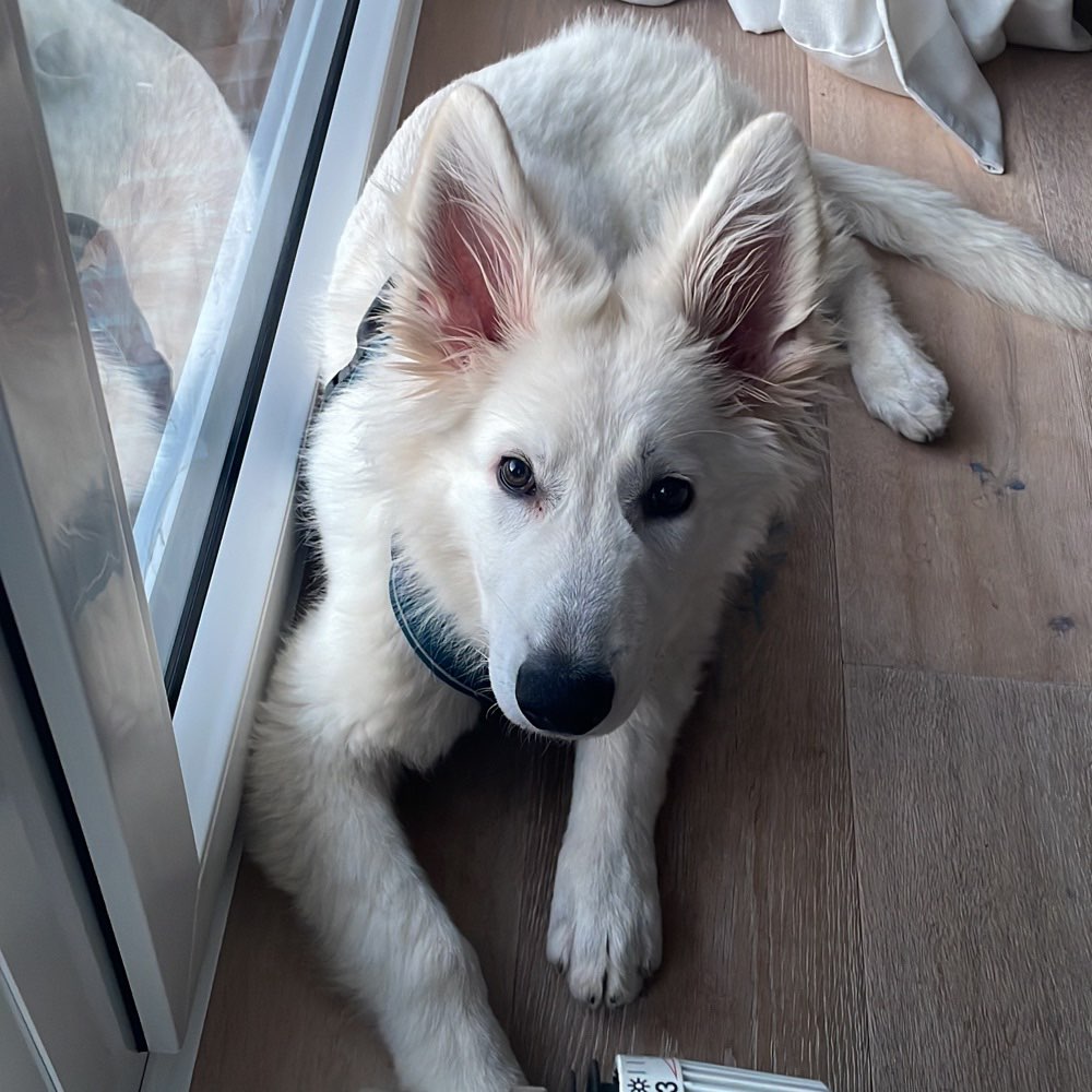 Hundetreffen-Rundum im 15 km Radius-Profilbild