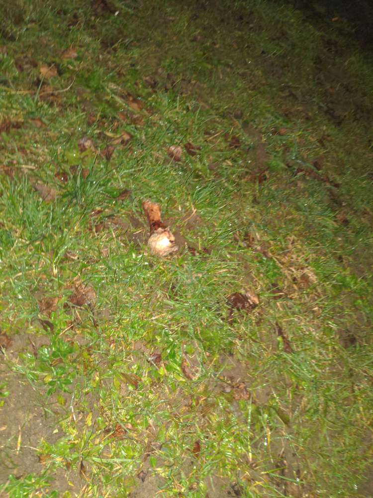 Giftköder-Knochen-Profilbild