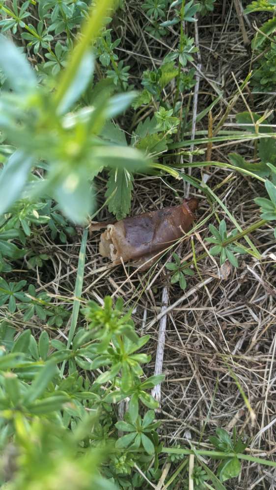 Giftköder-Leckerlies (evtl. Giftköder?)-Profilbild