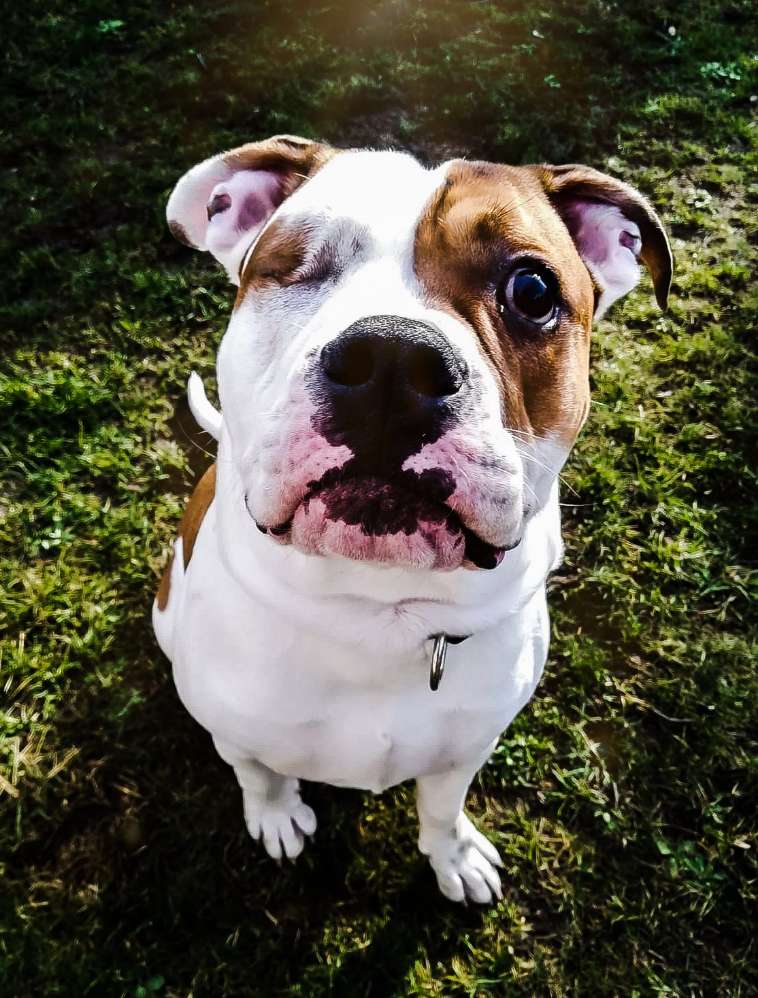 Hundetreffen-Hubert sucht nach Spielkameraden und Gassikumpel-Profilbild