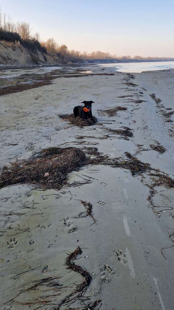 Hundetreffen-Zugezogener sucht Gleichgesinnte-Profilbild