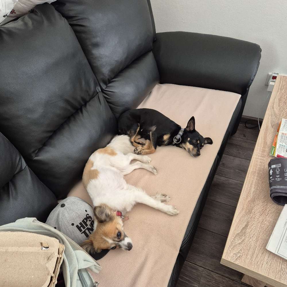 Hundetreffen-Gassi gehen,neue Leute kennen lernen-Profilbild