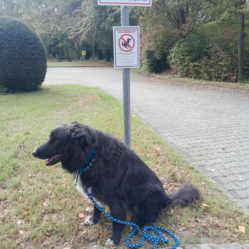 Kein Hunde WC PLATZ Banner