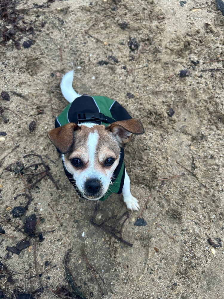 Hundetreffen-Spieltreff auf Augenhöhe-Profilbild