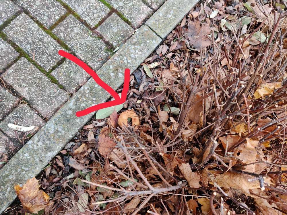 Giftköder-Erneut Giftköder-Profilbild