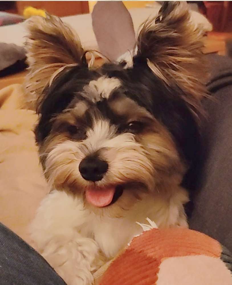 Hundetreffen-Vettelschoß-Profilbild