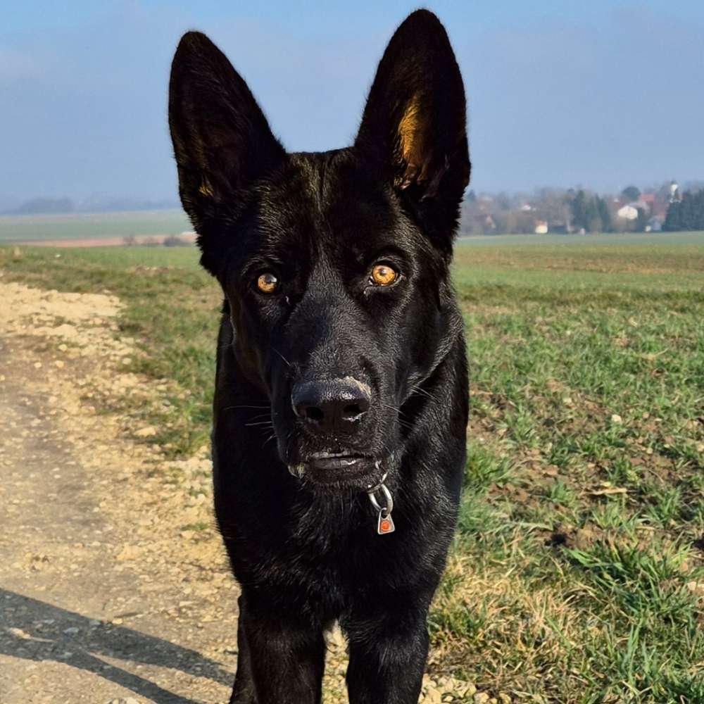 Hundetreffen-Social Walk-Profilbild