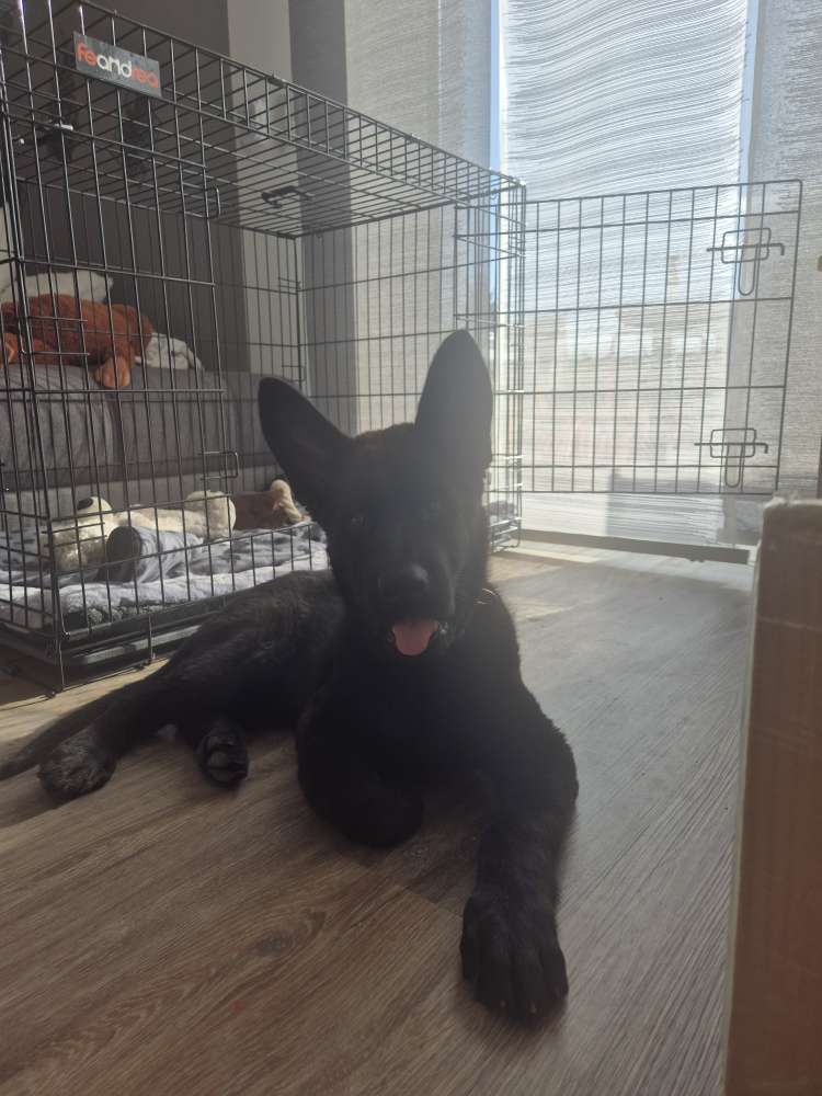 Hundetreffen-Gemeinsame Gassirunden um Haunsheim oder Umgebung-Profilbild
