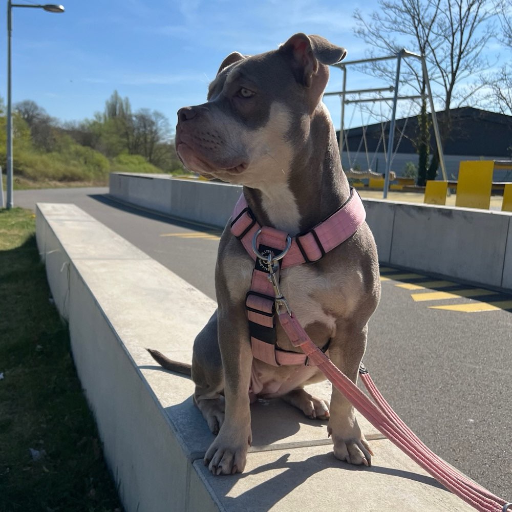 Hundetreffen-Spielrunde Freunde gesucht-Profilbild