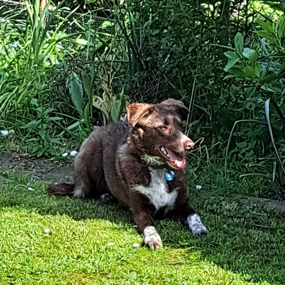 Hundetreffen-Impulskontrolle und Frustationstoleranz-Profilbild