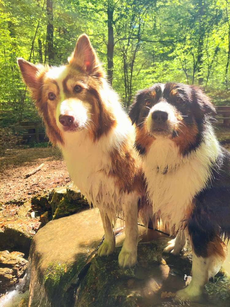 Hundetreffen-Mantrailing-Profilbild