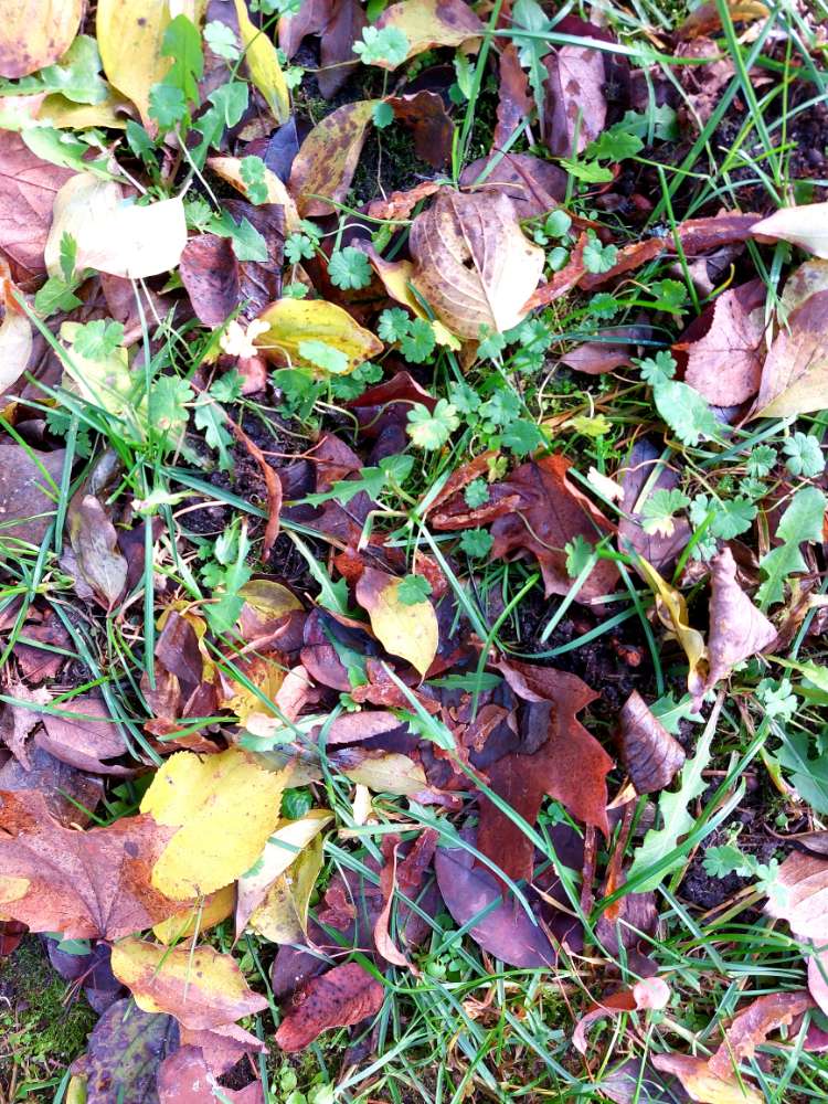 Giftköder-Event. Giftköder Stadtpark Nbg-Profilbild