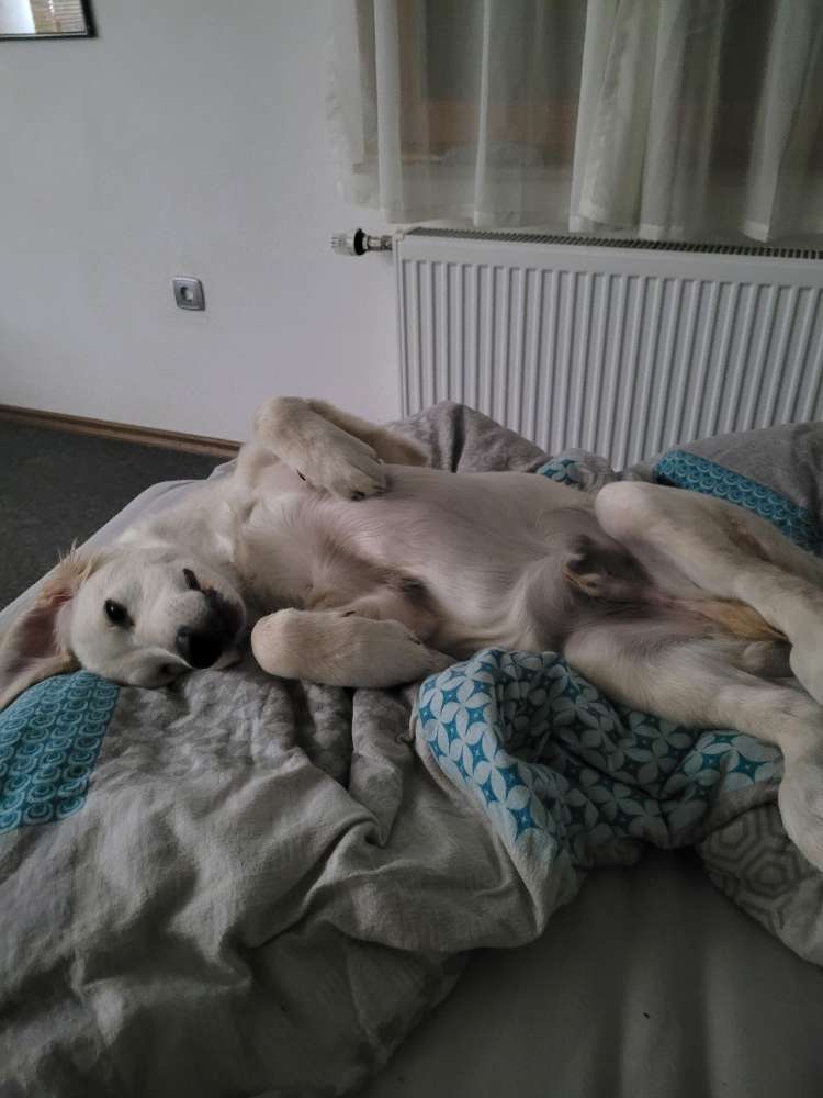 Hundetreffen-Junghundetreffen-Profilbild