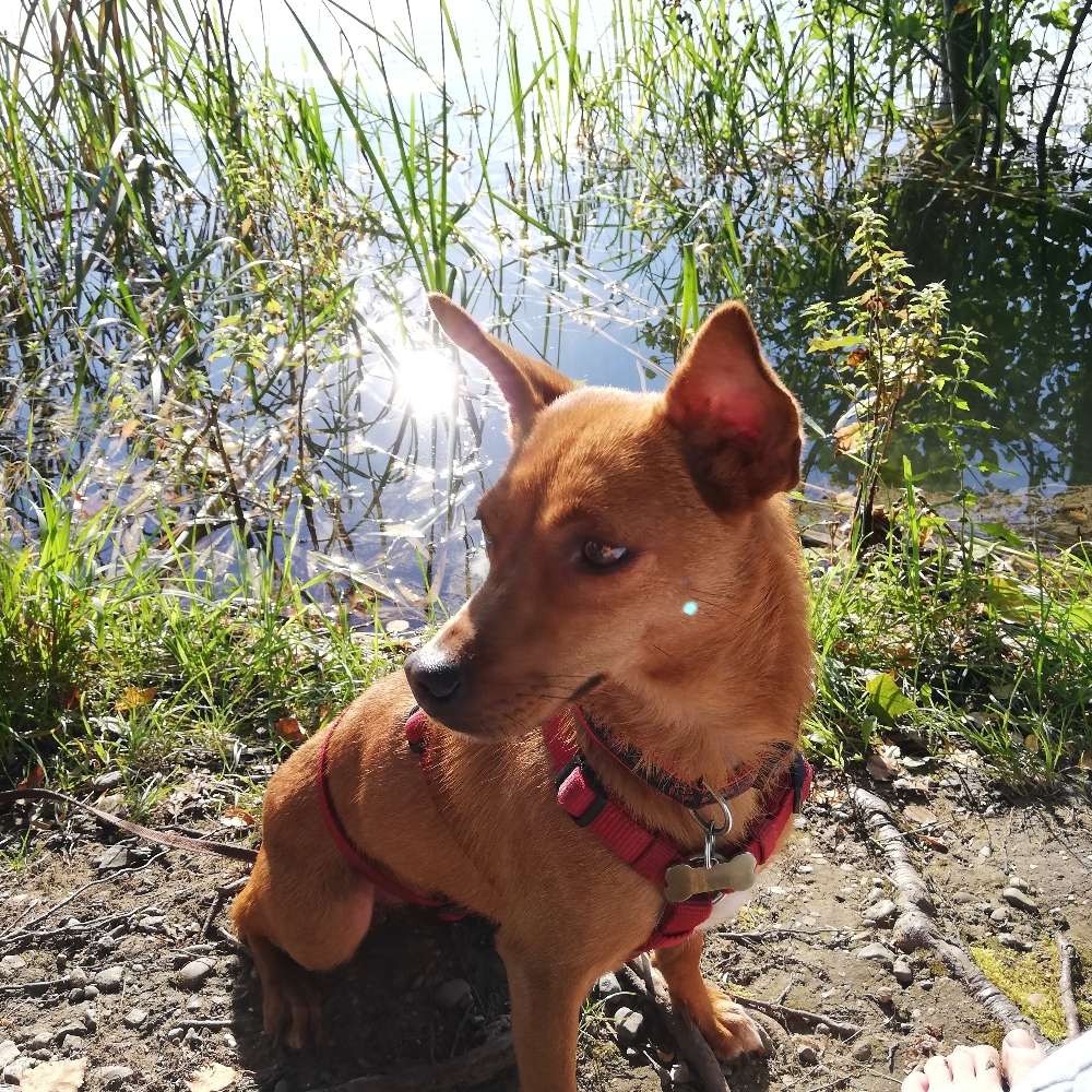 Hundetreffen-Kleinhunde Gassi Runde-Profilbild