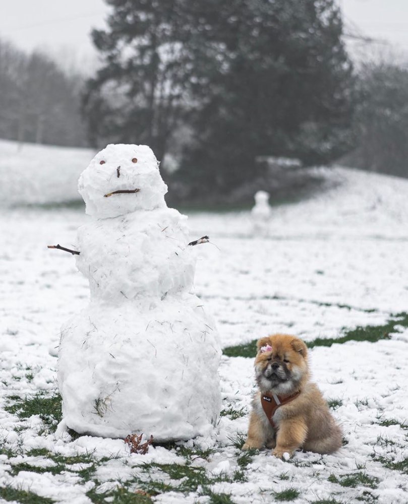 Hundetreffen-Welpentreffen Seeberg-Profilbild