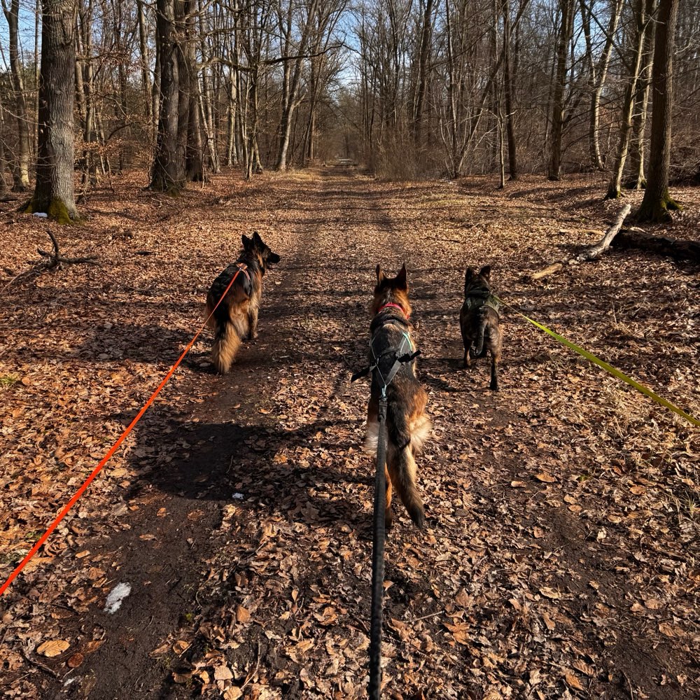Hundetreffen-Gassi und Canicross Runde-Profilbild