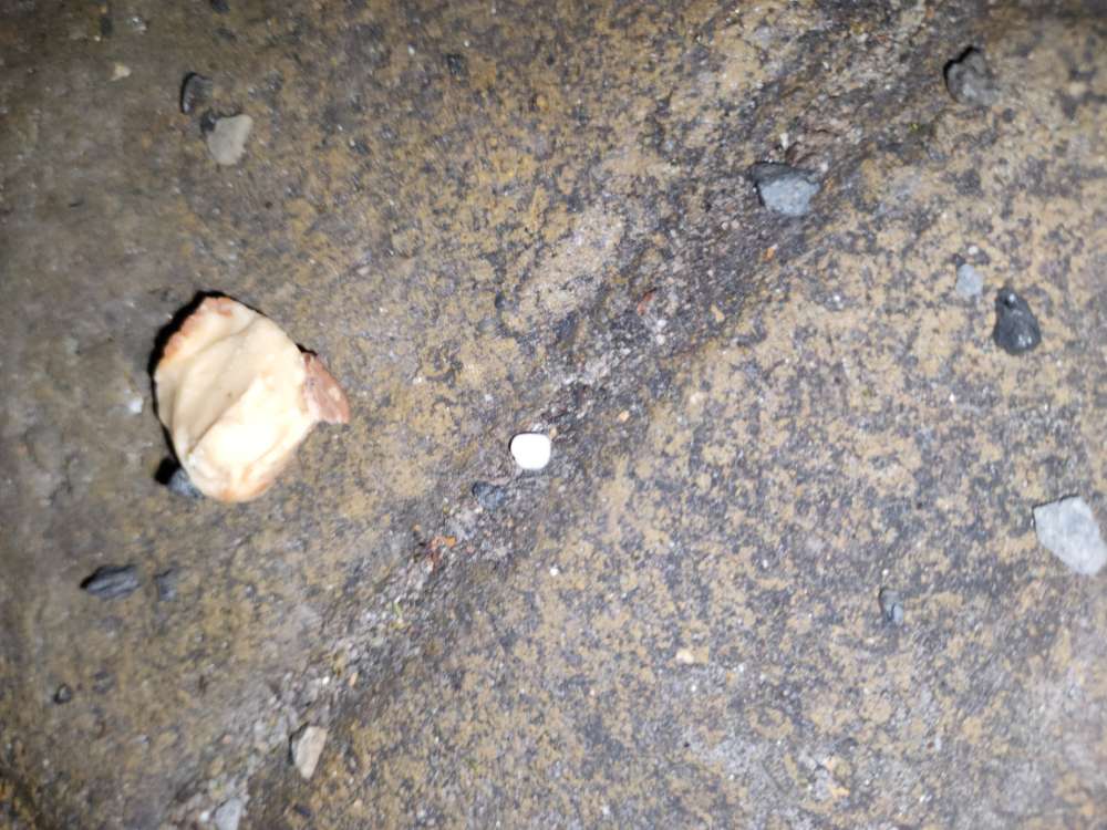 Giftköder-Hünchenfleisch auf boden!-Profilbild