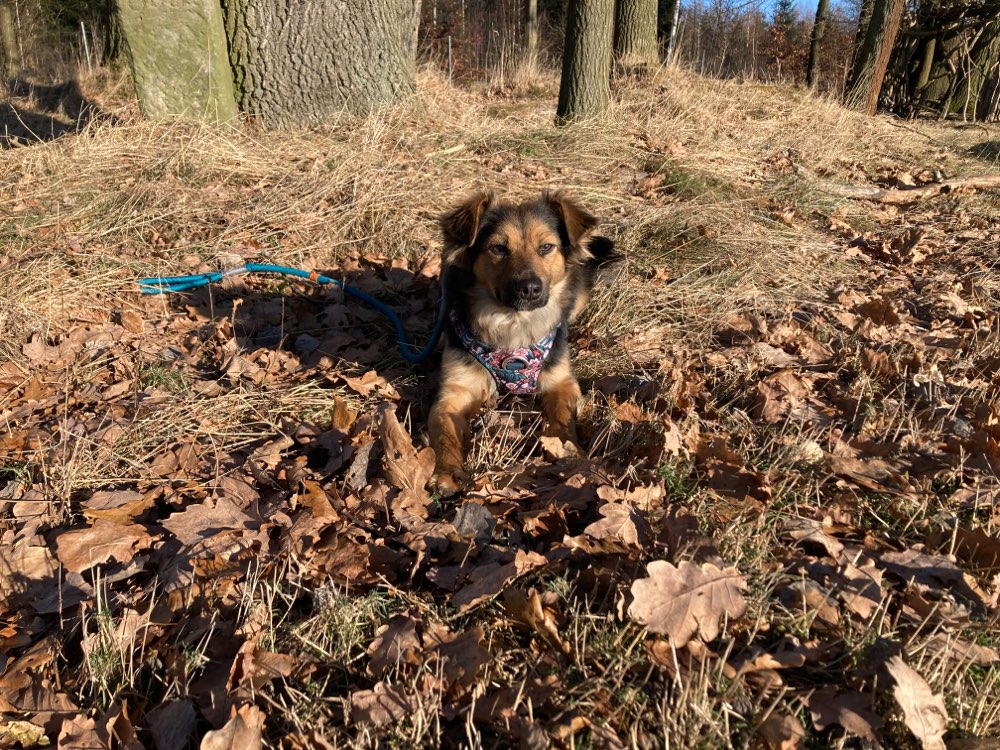 Hundetreffen-Social Walk, Training Hundebegegnung-Profilbild