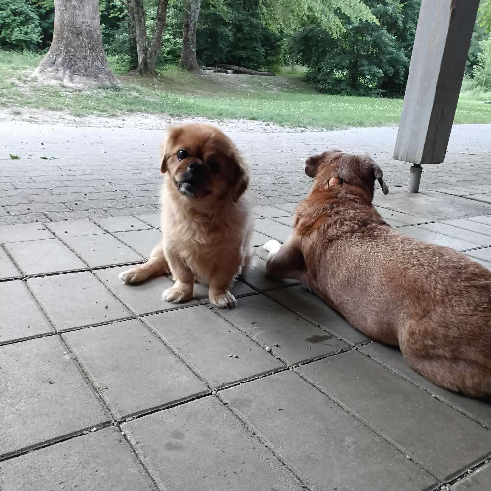 Hundetreffen-gassirundi für pensionierti-Profilbild