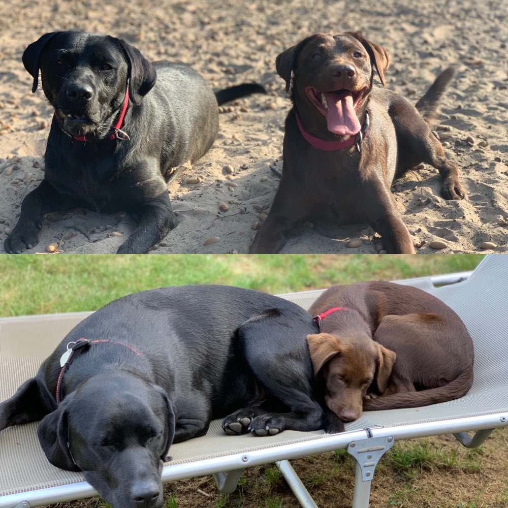 Hundetreffen-Spazieren und toben-Profilbild