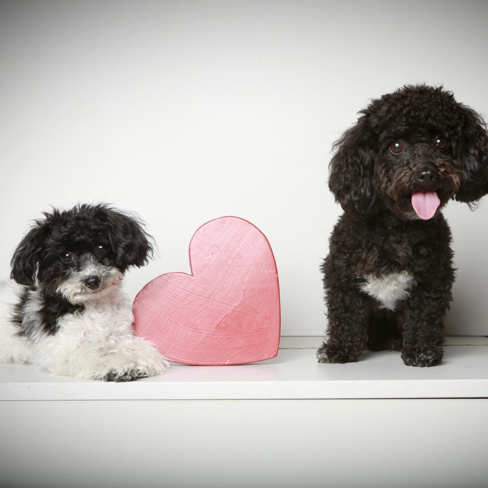 Hundetreffen-Gassi mit AMARA & Yuna 🐕‍🦺🦮-Profilbild