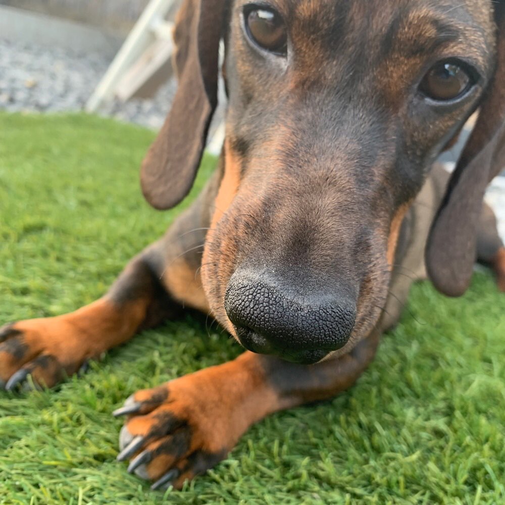 Hundetreffen-Dackeltreffen-Profilbild