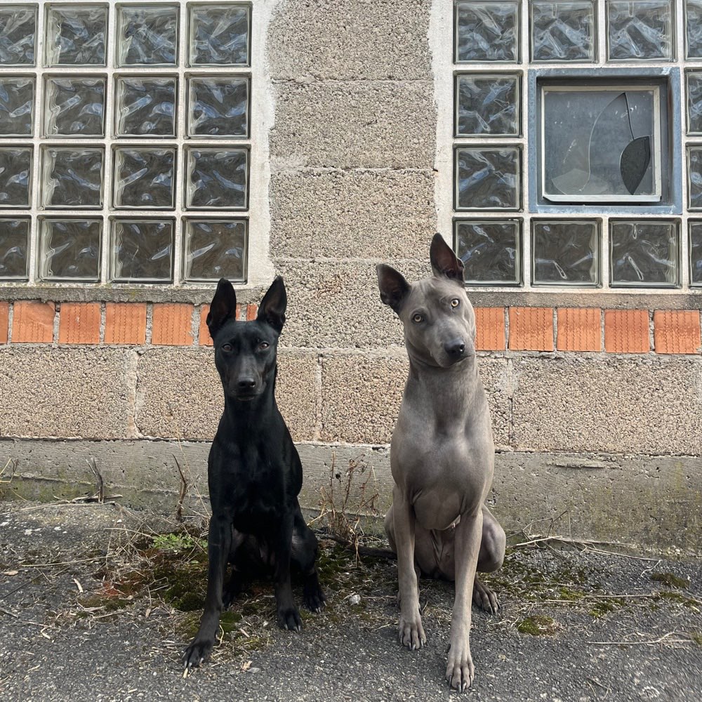 Hundetreffen-Hundefreunde gesucht für Trainingsspaziergang und Spiel-Profilbild
