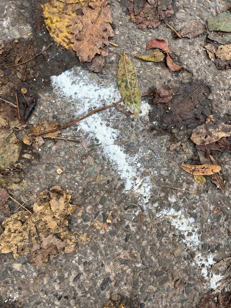 Giftköder-Weißes Pulver-Profilbild