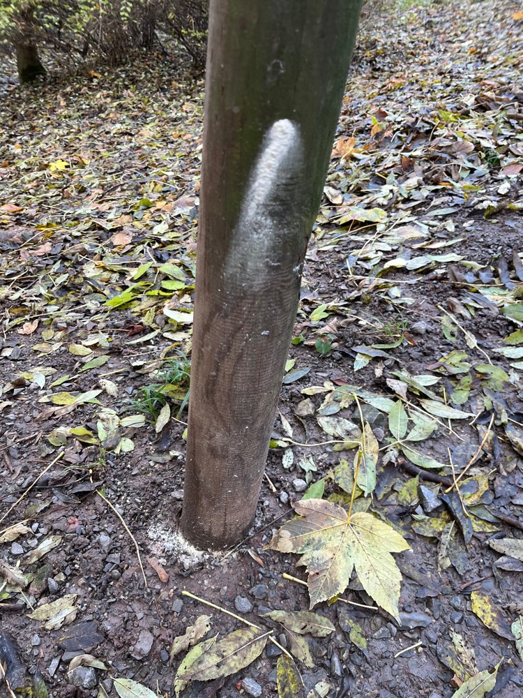 Giftköder-Weißes Pulver alle 20m-Profilbild