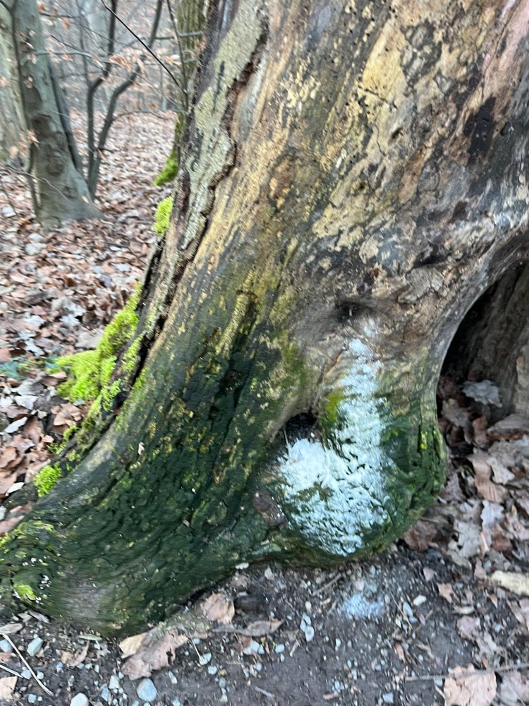 Giftköder-Rattengift auf dem Dornhaldenweg/ Wald-Profilbild