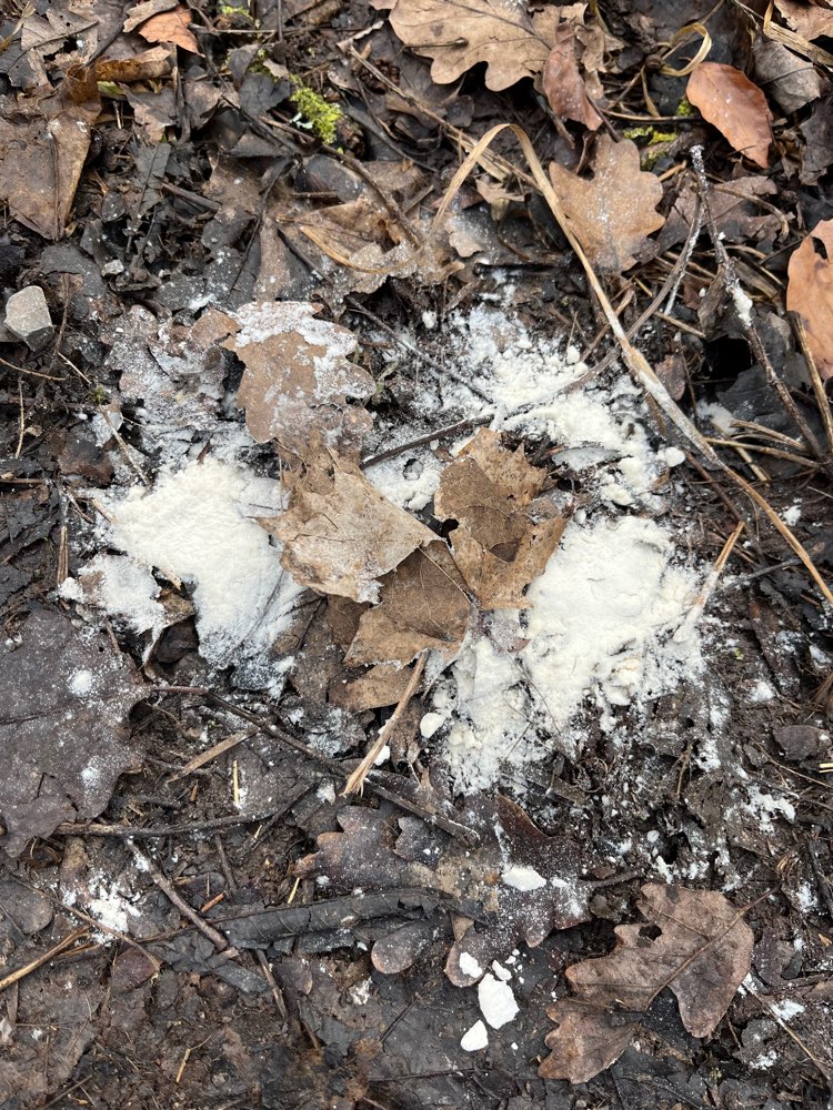 Giftköder-Gift im Bopserwald/Weinsteige-Profilbild