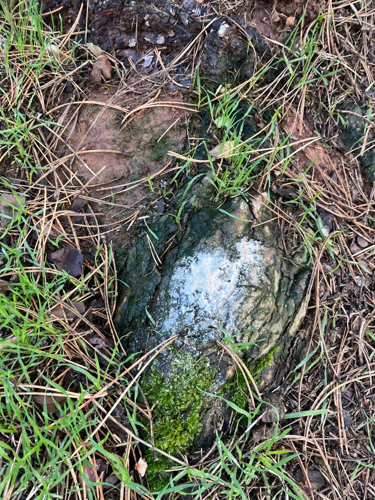 Giftköder-Weißes Pulver an mehreren Bäumen-Profilbild