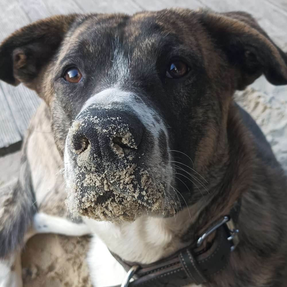 Hundetreffen-Spielkamerad/in Gesucht für schöne Spaziergänge-Profilbild