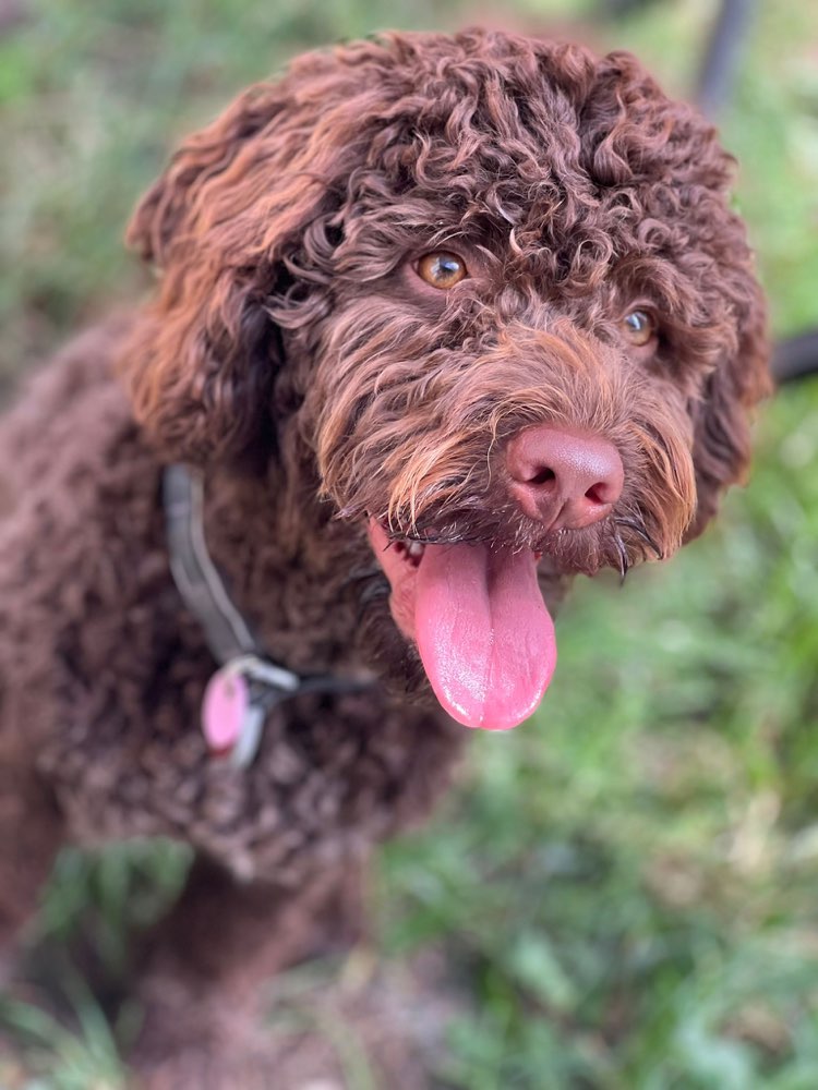 Hundetreffen-Lagottos gesucht!-Profilbild