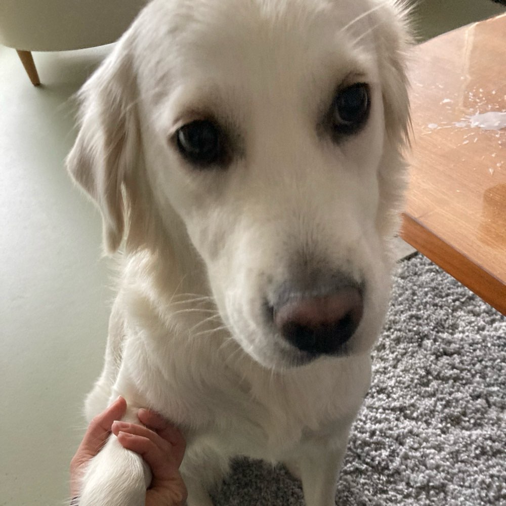 Hundetreffen-Spaziergang oder Spielen-Profilbild