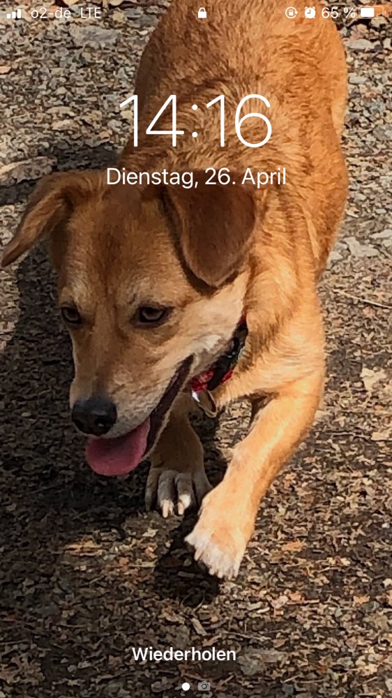 Hundetreffen-Neue Freunde Finden-Profilbild