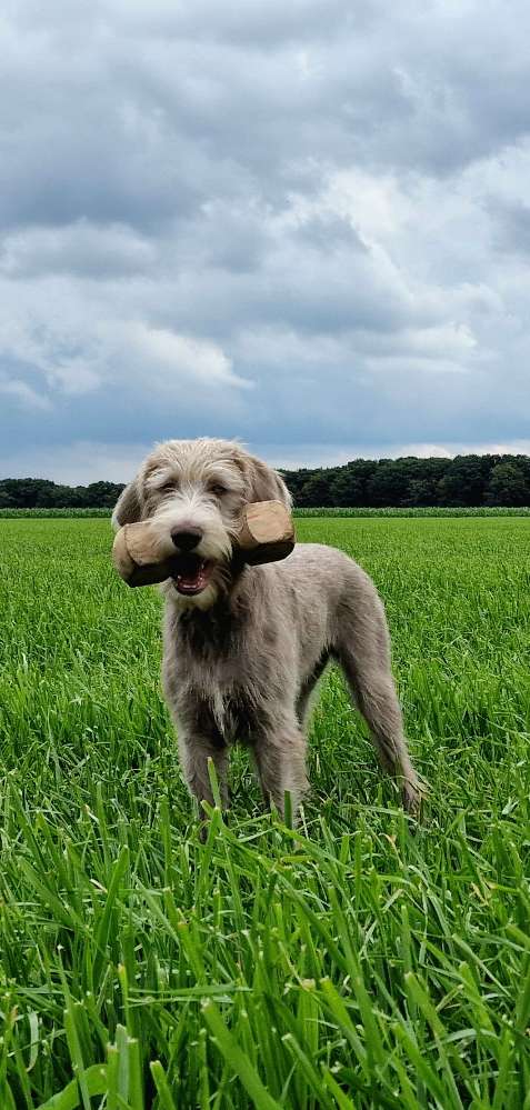 Hundetreffen-Spazieren und vlt. Training mit meinem Slowaken Junghund-Profilbild