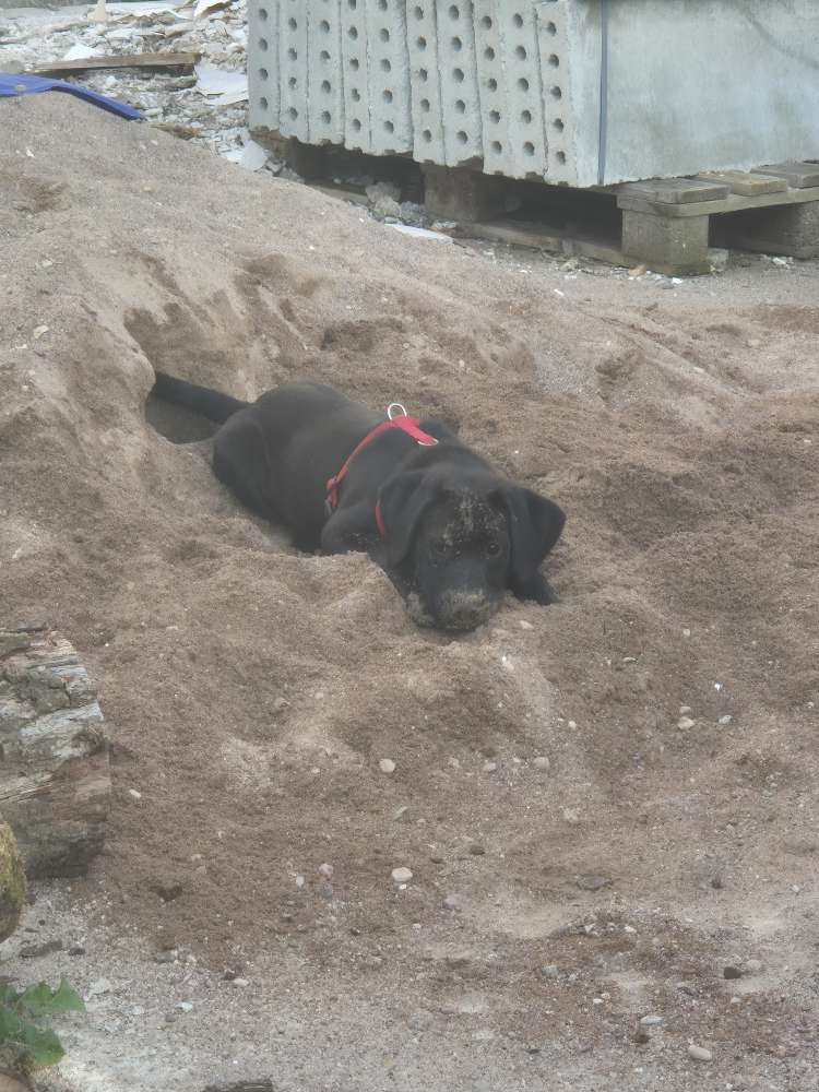 Hundetreffen-Welpentreffen-Profilbild