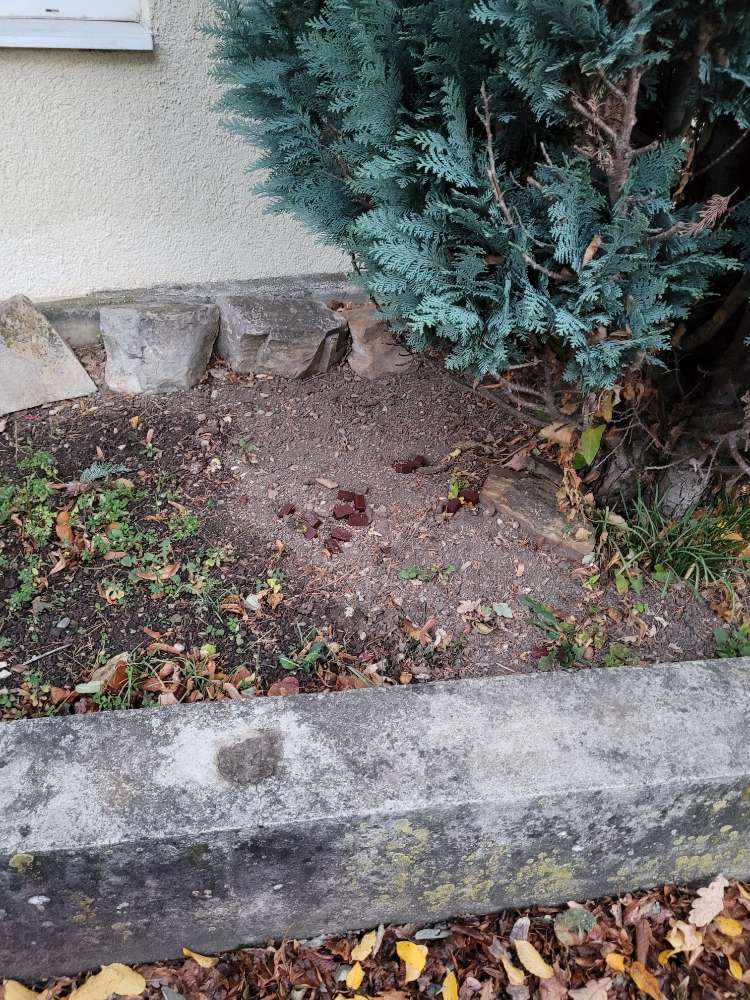 Giftköder-Verteilte Schokolade!!-Profilbild