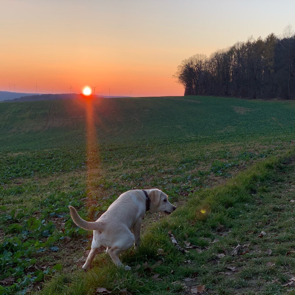 Gassirunde in Waldbüttelbrunn und Umgebung – Hundetreffen in ...