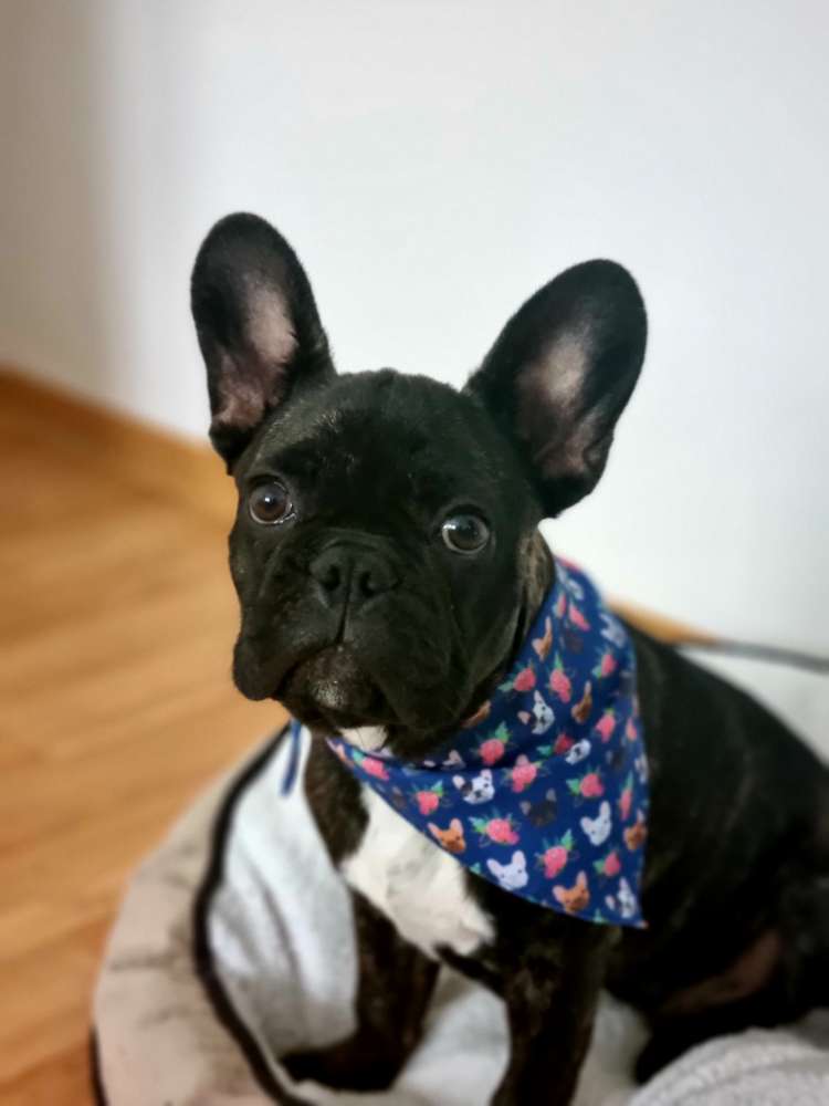 Hundetreffen-Französische Bulldoggen Treffen-Profilbild