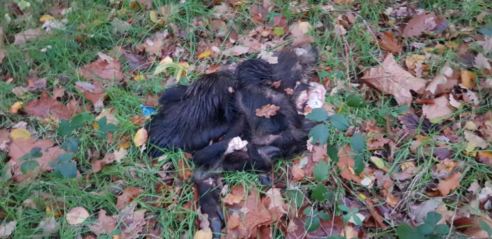 Giftköder-Wildschweinkadaver-Profilbild